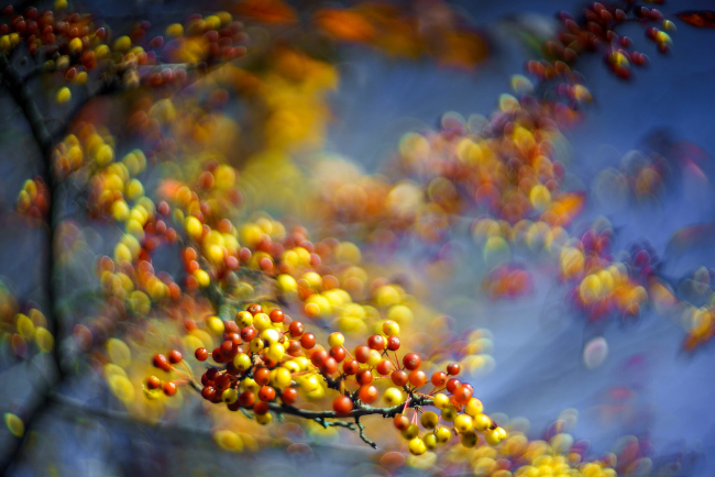 Hiệu ứng Transition Bokeh